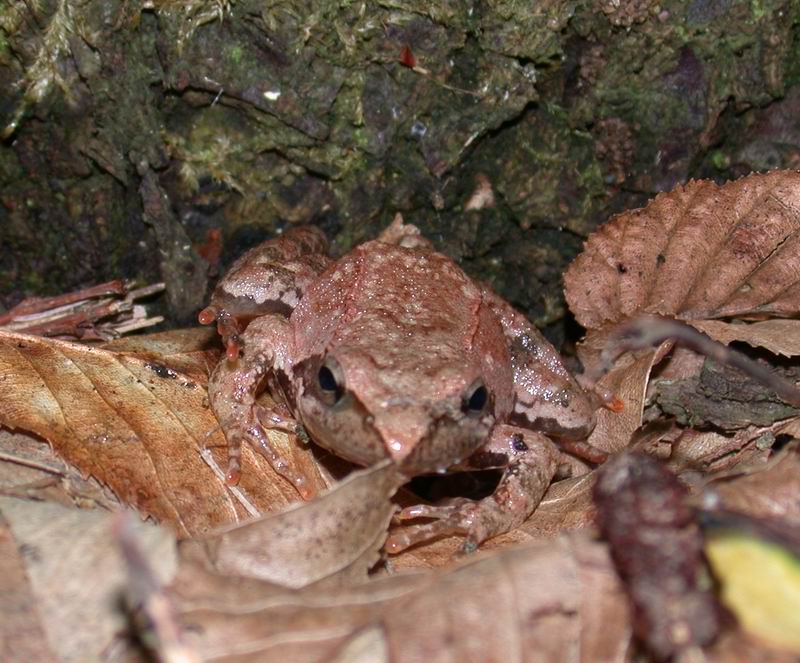 Rana italica